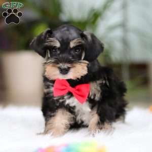 Noah, Miniature Schnauzer Puppy